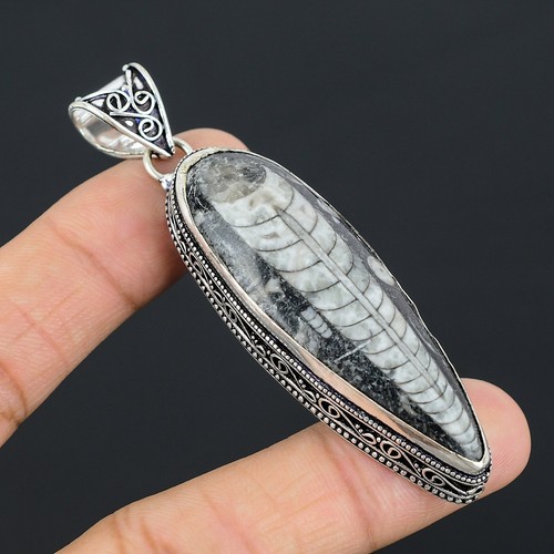 Natural orthoceras fossil - orthoceras,